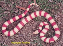 albino ruthven king snake